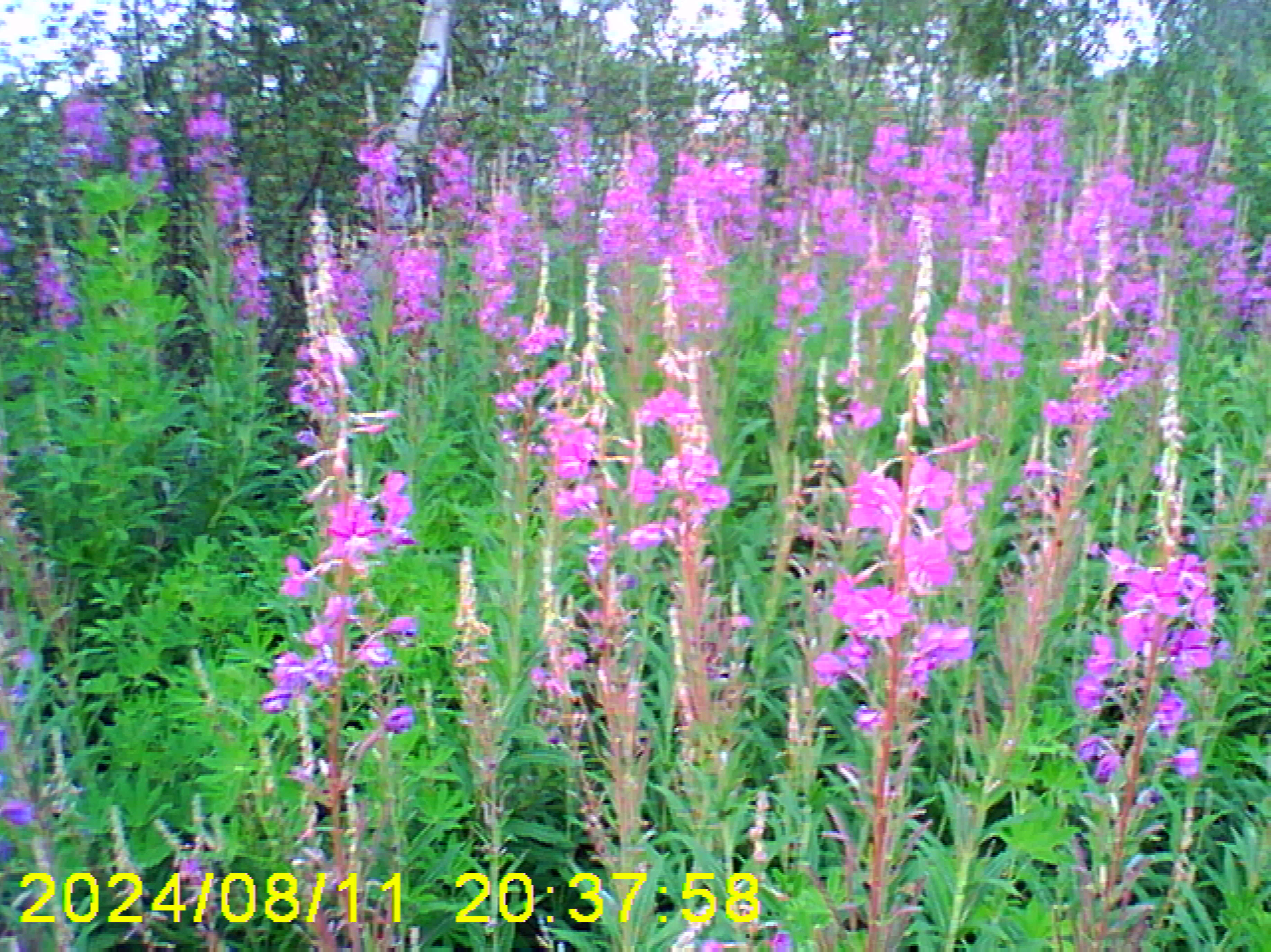 Mossveran